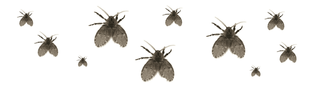 Mosquitos que saem do Ralo 24 HORAS